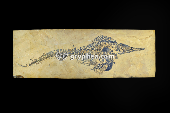 Mixosaure (Mixosaurus sp., Trias moyen) proche des Ichtyosaures - gryphea.org